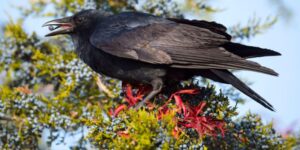 Mơ thấy quạ CF68: Giải mã điềm báo và con số may mắn